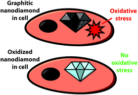 Graphical abstract: Graphitic and oxidised high pressure high temperature (HPHT) nanodiamonds induce differential biological responses in breast cancer cell lines