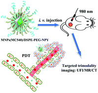 Graphical abstract: Y1-receptor–ligand-functionalized ultrasmall upconversion nanoparticles for tumor-targeted trimodality imaging and photodynamic therapy with low toxicity