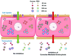Graphical abstract: Influence of protein corona and caveolae-mediated endocytosis on nanoparticle uptake and transcytosis