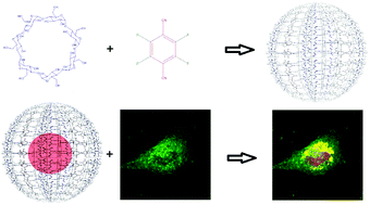 Graphical abstract: Biocompatible crosslinked β-cyclodextrin nanoparticles as multifunctional carriers for cellular delivery