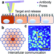 Graphical abstract: Single-cell membrane drug delivery using porous pen nanodeposition