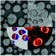 Graphical abstract: Plasmon response evaluation based on image-derived arbitrary nanostructures