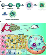 Graphical abstract: Hierarchically stimuli-responsive nanovectors for improved tumor penetration and programed tumor therapy