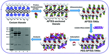 Graphical abstract: PEGylated titanate nanosheets: hydrophilic monolayers with a superior capacity for the selective isolation of immunoglobulin G