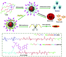 Graphical abstract: Retracted Article: A highly antibacterial polymeric hybrid micelle with efficiently targeted anticancer siRNA delivery and anti-infection in vitro/in vivo