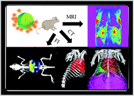 Graphical abstract: Three-dimensional angiography fused with CT/MRI for multimodal imaging of nanoparticles based on Ba4Yb3F17:Lu3+,Gd3+