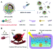 Graphical abstract: Ultrasound-targeted photodynamic and gene dual therapy for effectively inhibiting triple negative breast cancer by cationic porphyrin lipid microbubbles loaded with HIF1α-siRNA