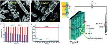 Graphical abstract: Highly improved photoelectrocatalytic efficiency and stability of WO3 photoanodes by the facile in situ growth of TiO2 branch overlayers