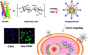 Graphical abstract: Tumor-targeted and nitric oxide-generated nanogels of keratin and hyaluronan for enhanced cancer therapy