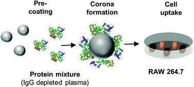 Graphical abstract: Exploiting the biomolecular corona: pre-coating of nanoparticles enables controlled cellular interactions