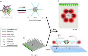 Graphical abstract: Towards structural biology with super-resolution microscopy