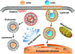 Graphical abstract: Targeted imaging of the lysosome and endoplasmic reticulum and their pH monitoring with surface regulated carbon dots