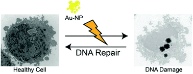 Graphical abstract: Transient DNA damage following exposure to gold nanoparticles