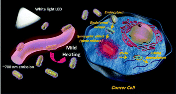Graphical abstract: Gold nanorod-assembled ZnGa2O4:Cr nanofibers for LED-amplified gene silencing in cancer cells