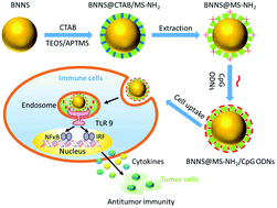 Graphical abstract: BN nanospheres functionalized with mesoporous silica for enhancing CpG oligodeoxynucleotide-mediated cancer immunotherapy