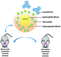 Graphical abstract: Lactoferrin-conjugated pH and redox-sensitive polymersomes based on PEG-S-S-PLA-PCL-OH boost delivery of bacosides to the brain