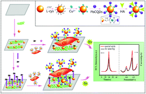 Graphical abstract: A high precision MUA-spaced single-cell sensor for cellular receptor assay based on bifunctional Au@Cu-PbCQD nanoprobes