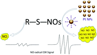 Graphical abstract: Platinum nanoparticles: an avenue for enhancing the release of nitric oxide from S-nitroso-N-acetylpenicillamine and S-nitrosoglutathione