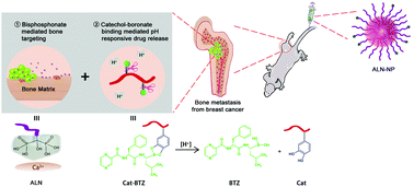 Graphical abstract: Bortezomib-catechol conjugated prodrug micelles: combining bone targeting and aryl boronate-based pH-responsive drug release for cancer bone-metastasis therapy