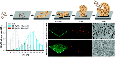 Graphical abstract: Graphene oxide–silver nanocomposites modulate biofilm formation and extracellular polymeric substance (EPS) production