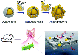Graphical abstract: Atomic-engineered gold@silvergold alloy nanoflowers for in vivo inhibition of bacteria