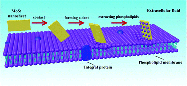 Graphical abstract: Membrane destruction and phospholipid extraction by using two-dimensional MoS2 nanosheets