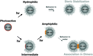 Graphical abstract: Enabling the synthesis of homogeneous or Janus hairy nanoparticles through surface photoactivation