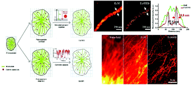 Graphical abstract: Expansion enhanced nanoscopy