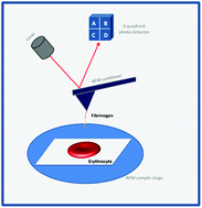 Graphical abstract: Fibrinogen–erythrocyte binding and hemorheology measurements in the assessment of essential arterial hypertension patients