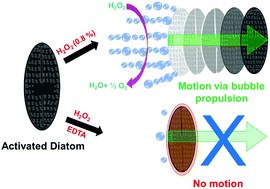 Graphical abstract: Bio-inspired self-propelled diatom micromotor by catalytic decomposition of H2O2 under low fuel concentration