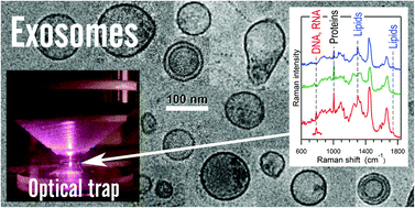 Graphical abstract: Raman tweezers microspectroscopy of circa 100 nm extracellular vesicles