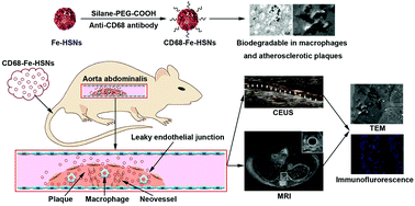 Graphical abstract: Identifying macrophage enrichment in atherosclerotic plaques by targeting dual-modal US imaging/MRI based on biodegradable Fe-doped hollow silica nanospheres conjugated with anti-CD68 antibody