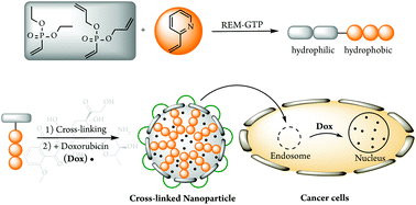 Graphical abstract: Synthesis of next generation dual-responsive cross-linked nanoparticles and their application to anti-cancer drug delivery