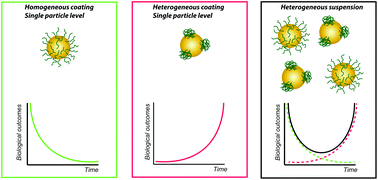 Graphical abstract: Nanoparticle heterogeneity: an emerging structural parameter influencing particle fate in biological media?