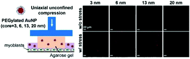 Graphical abstract: Promoting intracellular delivery of sub-25 nm nanoparticles via defined levels of compression