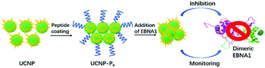 Graphical abstract: Responsive upconversion nanoprobe for monitoring and inhibition of EBV-associated cancers via targeting EBNA1