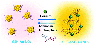 Graphical abstract: Cerium(iii)-directed assembly of glutathione-capped gold nanoclusters for sensing and imaging of alkaline phosphatase-mediated hydrolysis of adenosine triphosphate