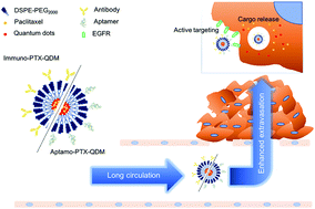 Graphical abstract: Anti-EGFR lipid micellar nanoparticles co-encapsulating quantum dots and paclitaxel for tumor-targeted theranosis