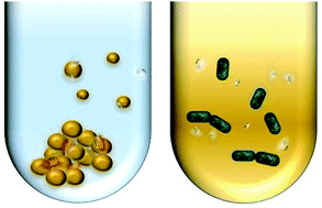 Graphical abstract: Interaction of nanodiamonds with bacteria