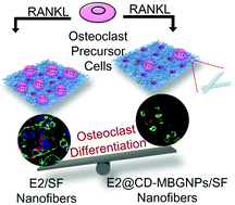 Graphical abstract: Beta-cyclodextrin modified mesoporous bioactive glass nanoparticles/silk fibroin hybrid nanofibers as an implantable estradiol delivery system for the potential treatment of osteoporosis