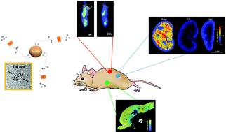 Graphical abstract: Elemental and optical imaging evaluation of zwitterionic gold nanoclusters in glioblastoma mouse models