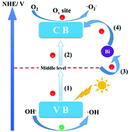 Graphical abstract: Simultaneous introduction of oxygen vacancies and Bi metal onto the {001} facet of Bi3O4Cl woven nanobelts for synergistically enhanced photocatalysis