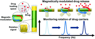 Graphical abstract: Multi-block magnetic nanorods for controlled drug release modulated by Fourier transform surface plasmon resonance