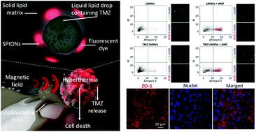 Graphical abstract: Stimuli-responsive lipid-based magnetic nanovectors increase apoptosis in glioblastoma cells through synergic intracellular hyperthermia and chemotherapy