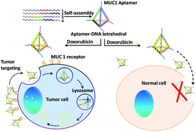 Graphical abstract: Multivalent aptamer-modified tetrahedral DNA nanocage demonstrates high selectivity and safety for anti-tumor therapy