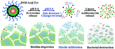 Graphical abstract: Bacterial biofilm destruction by size/surface charge-adaptive micelles