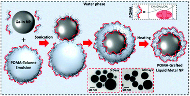 Graphical abstract: Sonication-enabled rapid production of stable liquid metal nanoparticles grafted with poly(1-octadecene-alt-maleic anhydride) in aqueous solutions