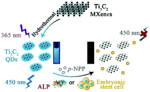 Graphical abstract: Fluorescent Ti3C2 MXene quantum dots for an alkaline phosphatase assay and embryonic stem cell identification based on the inner filter effect
