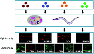 Graphical abstract: Distinct autophagy-inducing abilities of similar-sized nanoparticles in cell culture and live C. elegans
