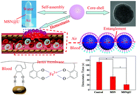 Graphical abstract: Urushiol-functionalized mesoporous silica nanoparticles and their self-assembly into a Janus membrane as a highly efficient hemostatic material